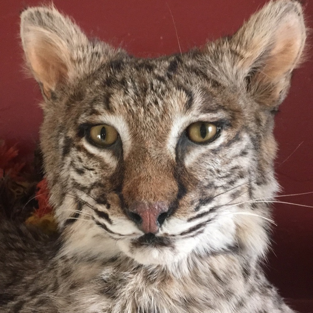 Posh Ambassador 💋